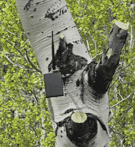 closer view of repeater on a tree